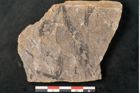 Foto (Detailansicht) von Voltzia heterophylla Brongniart (NHMW-GEO-2024-0188-11134)